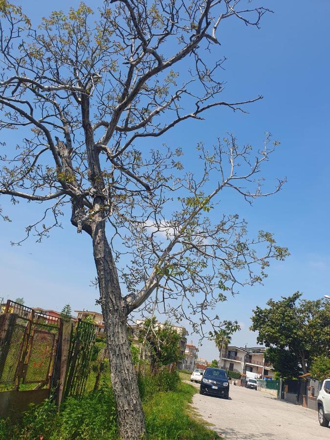 Ospitalita Il Noce Panzió Brusciano Kültér fotó